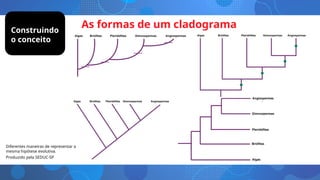 Diferentes maneiras de representar a
mesma hipótese evolutiva.
Produzido pela SEDUC-SP
As formas de um cladograma
Construindo
o conceito
 
