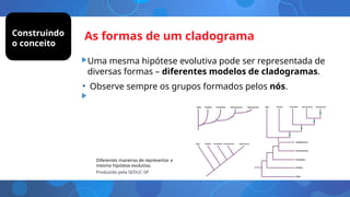 As formas de um cladograma
• Uma mesma hipótese evolutiva pode ser representada de
diversas formas – diferentes modelos de cladogramas.
• Observe sempre os grupos formados pelos nós.
Diferentes maneiras de representar a
mesma hipótese evolutiva.
Produzido pela SEDUC-SP.
Construindo
o conceito
 