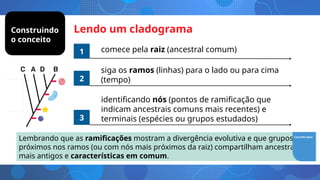 Lendo um cladograma
comece pela raiz (ancestral comum)
1
2
3
siga os ramos (linhas) para o lado ou para cima
(tempo)
identificando nós (pontos de ramificação que
indicam ancestrais comuns mais recentes) e
terminais (espécies ou grupos estudados)
Lembrando que as ramificações mostram a divergência evolutiva e que grupos mais
próximos nos ramos (ou com nós mais próximos da raiz) compartilham ancestrais
mais antigos e características em comum.
Conceito base
Construindo
o conceito
 