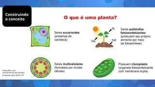 Infográfico com
características das plantas.
Produzido pela SEDUC-SP
Construindo
o conceito
 