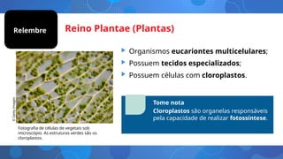 Reino Plantae (Plantas)
• Organismos eucariontes multicelulares;
• Possuem tecidos especializados;
• Possuem células com cloroplastos.
Fotografia de células de vegetais sob
microscópio. As estruturas verdes são os
cloroplastos.
Tome nota
Cloroplastos são organelas responsáveis
pela capacidade de realizar fotossíntese.
©
Getty
Images
Relembre
 