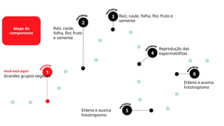 1
5
3
4
Você está aqui!
Grandes grupos vegetais
Etileno e auxina
Fototropismo
Raíz, caule, folha, flor, fruto e
semente
Reprodução das
espermatófitas
2
Raíz, caule,
folha, flor, fruto
e semente
Mapa do
componente
6
Etileno e auxina
Fototropismo
 