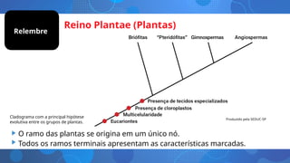 Reino Plantae (Plantas)
• O ramo das plantas se origina em um único nó.
• Todos os ramos terminais apresentam as características marcadas.
Cladograma com a principal hipótese
evolutiva entre os grupos de plantas.
Relembre
Produzido pela SEDUC-SP
 