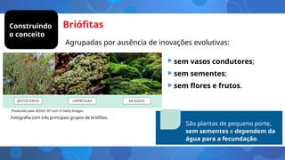 Briófitas
Agrupadas por ausência de inovações evolutivas:
Fotografia com três principais grupos de briófitas.
Tome nota
São plantas de pequeno porte,
sem sementes e dependem da
água para a fecundação.
• sem vasos condutores;
• sem sementes;
• sem flores e frutos.
Produzido pela SEDUC-SP com © Getty Images
Construindo
o conceito
 