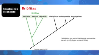 Briófitas
Cladograma com a principal hipótese evolutiva das
plantas, com destaque para as briófitas.
Construindo
o conceito
Produzido pela SEDUC-SP
 