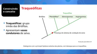 Traqueófitas
• Traqueófitas: grupo
irmão das Briófitas.
• Apresentam vasos
condutores de seiva.
Cladograma com a principal hipótese evolutiva das plantas, com destaque para as traqueófitas.
Construindo
o conceito
Produzido pela SEDUC-SP
 