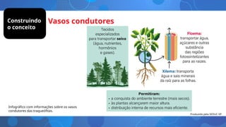 Vasos condutores
Infográfico com informações sobre os vasos
condutores das traqueófitas.
Construindo
o conceito
Produzido pela SEDUC-SP
 