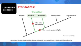 Pteridófitas?
Cladograma com a principal hipótese evolutiva das plantas, com destaque para o grupo parafilético pteridófita.
Construindo
o conceito
Produzido pela SEDUC-SP
 
