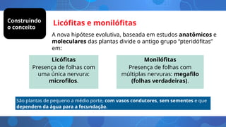 Licófitas
Presença de folhas com
uma única nervura:
microfilos.
Monilófitas
Presença de folhas com
múltiplas nervuras: megafilo
(folhas verdadeiras).
São plantas de pequeno a médio porte, com vasos condutores, sem sementes e que
dependem da água para a fecundação.
Licófitas e monilófitas
Construindo
o conceito
A nova hipótese evolutiva, baseada em estudos anatômicos e
moleculares das plantas divide o antigo grupo “pteridófitas”
em:
 