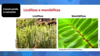 Licófitas Monilófitas
Fotografia de Lycopodium. Fotografia de folha de samambaia.
©
Getty
Images
©
Getty
Images
Construindo
o conceito
Licófitas e monilófitas
 