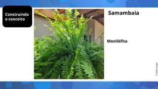 Monilófita
©
Getty
Images
Construindo
o conceito
Samambaia
 