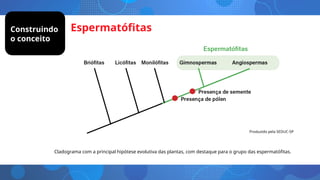 Espermatófitas
Cladograma com a principal hipótese evolutiva das plantas, com destaque para o grupo das espermatófitas.
Construindo
o conceito
Produzido pela SEDUC-SP
 