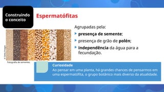 Espermatófitas
Agrupadas pela:
• presença de semente;
• presença de grão de polén;
• independência da água para a
fecundação.
Construindo
o conceito
Ao pensar em uma planta, grandes chances de pensarmos em uma
espermatófita, o grupo botânico mais diverso da atualidade.
Fotografia de sementes.
Curiosidade
Ao pensar em uma planta, há grandes chances de pensarmos em
uma espermatófita, o grupo botânico mais diverso da atualidade.
©
Getty
Images
 