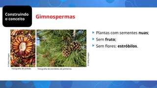 Gimnospermas
• Plantas com sementes nuas;
• Sem fruto;
• Sem flores: estróbilos.
Fotografia de pinhão. Fotografia de estróbilos de pinheiros.
©
Getty
Images
©
Getty
Images
Construindo
o conceito
 