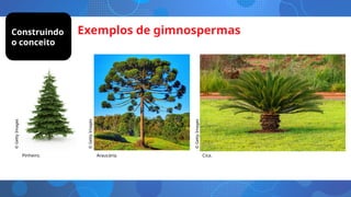 Exemplos de gimnospermas
Araucária. Cica.
Pinheiro.
©
Getty
Images
©
Getty
Images
©
Getty
Images
Construindo
o conceito
 