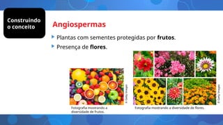 Angiospermas
• Plantas com sementes protegidas por frutos.
• Presença de flores.
Fotografia mostrando a
diversidade de frutos.
Fotografia mostrando a diversidade de flores.
©
Getty
Images
©
Getty
Images
Construindo
o conceito
 