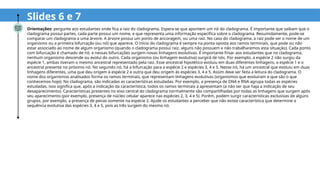 Slides 6 e 7
Orientações: pergunte aos estudantes onde fica a raiz do cladograma. Espera-se que apontem um nó do cladograma. É importante que saibam que o
cladograma possui partes, cada parte possui um nome, e que representa uma informação específica sobre o cladograma. Resumidamente, pode-se
comparar um cladograma a uma árvore. A árvore possui um ponto de ancoragem, ou uma raiz. No caso do cladograma, a raiz pode ser o nome de um
organismo ou a primeira bifurcação (ou nó) que aparece. O início do cladograma é sempre na ponta oposta aos ramos terminais, que pode ou não
estar associado ao nome de algum organismo (quando o cladograma possui raiz, alguns não possuem e não trabalharemos esta situação). Cada ponto
com bifurcação é chamado de nó, e nessas bifurcações surgem novas linhagens evolutivas. É importante frisar aos estudantes que no cladograma,
nenhum organismo descende ou evolui do outro. Cada organismo (ou linhagem evolutiva) surgirá de nós. Por exemplo, a espécie 2 não surgiu da
espécie 1, ambas tiveram o mesmo ancestral representado pela raiz. Esse ancestral hipotético evoluiu em duas diferentes linhagens, a espécie 1 e o
ancestral presente no próximo nó. No segundo nó, há a bifurcação para a espécie 2 e espécies 3, 4 e 5. Nesse nó, há um ancestral que evoluiu em duas
linhagens diferentes, uma que deu origem à espécie 2 e outra que deu origem às espécies 3, 4 e 5. Assim deve ser feita a leitura do cladograma. O
nome dos organismos analisados forma os ramos terminais, que representam linhagens evolutivas (organismos que evoluíram e que são o que
conhecemos hoje). No cladograma, são indicadas as características estudadas. Por exemplo, a presença de DNA e RNA agrupa todas as espécies
estudadas, isso significa que, após a indicação da característica, todos os ramos terminais a apresentam (a não ser que haja a indicação de seu
desaparecimento). Características presentes no eixo central do cladograma normalmente são compartilhadas por todas as linhagens que surgem após
seu aparecimento (por exemplo, presença de núcleo celular aparece nas espécies 2, 3, 4 e 5). Porém, podem surgir características exclusivas de alguns
grupos, por exemplo, a presença de penas somente na espécie 2. Ajude os estudantes a perceber que não existe característica que determine a
sequência evolutiva das espécies 3, 4 e 5, pois as três surgem do mesmo nó.
 