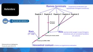 DE OLHO NO MODELO
Estrutura de um cladograma.
Produzido pela SEDUC-SP
Relembre
 