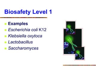 Biosafety Level 1
 Examples
 Escherichia coli K12
 Klebsiella oxytoca
 Lactobacillus
 Saccharomyces
 