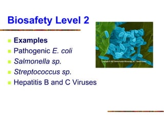 Biosafety Level 2
 Examples
 Pathogenic E. coli
 Salmonella sp.
 Streptococcus sp.
 Hepatitis B and C Viruses
 