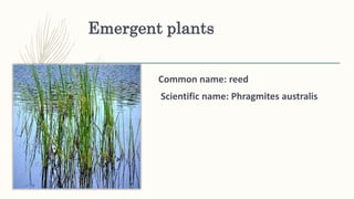 Emergent plants
Common name: reed
Scientific name: Phragmites australis
 