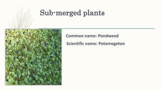 Sub-merged plants
Common name: Pondweed
Scientific name: Potamogeton
 