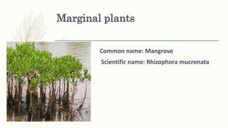Marginal plants
Common name: Mangrove
Scientific name: Rhizophora mucronata
 