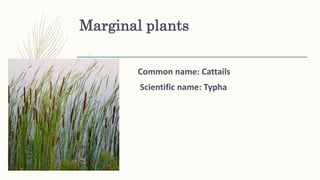 Marginal plants
Common name: Cattails
Scientific name: Typha
 