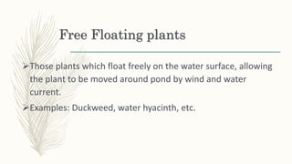 Free Floating plants
Those plants which float freely on the water surface, allowing
the plant to be moved around pond by wind and water
current.
Examples: Duckweed, water hyacinth, etc.
 
