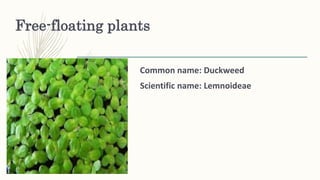 Free-floating plants
Common name: Duckweed
Scientific name: Lemnoideae
 