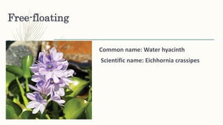Free-floating
–
– Common name: Water hyacinth
– Scientific name: Eichhornia crassipes
 