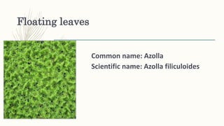 Floating leaves
Common name: Azolla
Scientific name: Azolla filiculoides
 