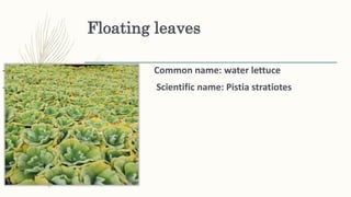 Floating leaves
– Common name: water lettuce
– Scientific name: Pistia stratiotes
 