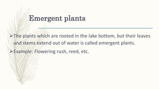 Emergent plants
The plants which are rooted in the lake bottom, but their leaves
and stems extend out of water is called emergent plants.
Example: Flowering rush, reed, etc.
 