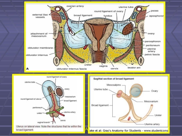 15745481 female-reproductive-system