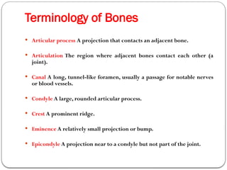 Comprehensive Overview of Human Bone Structure, Function, and Disorders ...