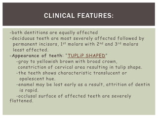 -both dentitions are equally affected
-deciduous teeth are most severely affected followed by
permanent incisors, 1st molars with 2nd and 3rd molars
least affected.
-Appearance of teeth: “TUPLiP SHAPED”
-gray to yellowish brown with broad crown,
constriction of cervical area resulting in tulip shape.
-the teeth shows characteristic translucent or
opalescent hue.
-enamel may be lost early as a result, attrition of dentin
is rapid.
-occlusal surface of affected teeth are severely
flattened.
CLINICAL FEATURES:
 