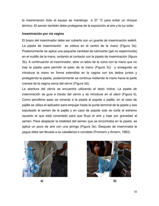la inseminación todo el equipo se mantenga           a 37 °C para evitar un choque
térmico. El semen también debe protegerse de la exposición al aire y la luz solar.

Inseminación por vía vagina

El brazo del inseminador debe ser cubierto con un guante de inseminación estéril.
La pipeta de inseminación       se coloca en el centro de la mano (Figura 3a).
Posteriormente se aplica una pequeña cantidad de lubricante (gel no espermicida)
en el nudillo de la mano, evitando el contacto con la pipeta de inseminación (figura
3b). A continuación el inseminador, abre un labio de la vulva con la mano que no
trae la pipeta para permitir el paso de la mano (Figura 3c)          y enseguida se
introduce la mano en forma extendida en la vagina con los dedos juntos y
protegiendo la pipeta, posteriormente se continua metiendo la mano hacia la parte
craneal de la vagina cerca del cérvix (Figura 3d).
La abertura del cérvix se encuentra utilizando el dedo índice. La pipeta de
inseminación se guía a través del cérvix y se introduce en el útero (Figura 4).
Como penúltimo paso se conecta a la pipeta el popote o pajilla, en el caso de
pajilla se utiliza el aplicador para empujar hasta la punta terminal de la pipeta y sea
expulsado el semen de la pajilla y en caso de popote solo se corta el extremo
opuesto al que está conectado para que fluya el aire y baje por gravedad el
semen. Para desplazar la totalidad del semen que se encontraba en la pipeta, se
aplica un poco de aire con una jeringa (Figura 3e). Después de inseminada la
yegua debe ser llevada a su caballeriza o corraleta (Fromann y Amann, 1983).




             a)                                                      b)


                                                                                    16
 