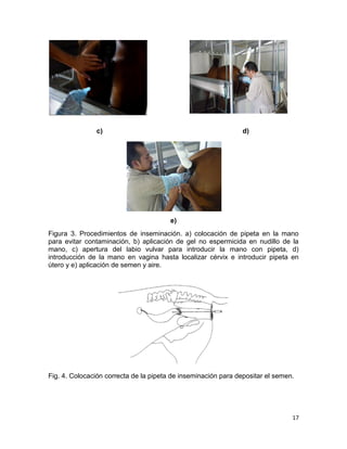 c)                                               d)




                                        e)
Figura 3. Procedimientos de inseminación. a) colocación de pipeta en la mano
para evitar contaminación, b) aplicación de gel no espermicida en nudillo de la
mano, c) apertura del labio vulvar para introducir la mano con pipeta, d)
introducción de la mano en vagina hasta localizar cérvix e introducir pipeta en
útero y e) aplicación de semen y aire.




Fig. 4. Colocación correcta de la pipeta de inseminación para depositar el semen.




                                                                                17
 