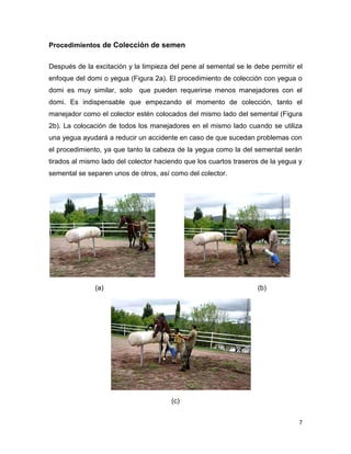 Procedimientos de Colección de semen


Después de la excitación y la limpieza del pene al semental se le debe permitir el
enfoque del domi o yegua (Figura 2a). El procedimiento de colección con yegua o
domi es muy similar, solo    que pueden requerirse menos manejadores con el
domi. Es indispensable que empezando el momento de colección, tanto el
manejador como el colector estén colocados del mismo lado del semental (Figura
2b). La colocación de todos los manejadores en el mismo lado cuando se utiliza
una yegua ayudará a reducir un accidente en caso de que sucedan problemas con
el procedimiento, ya que tanto la cabeza de la yegua como la del semental serán
tirados al mismo lado del colector haciendo que los cuartos traseros de la yegua y
semental se separen unos de otros, así como del colector.




              (a)                                                  (b)




                                       (c)


                                                                                 7
 