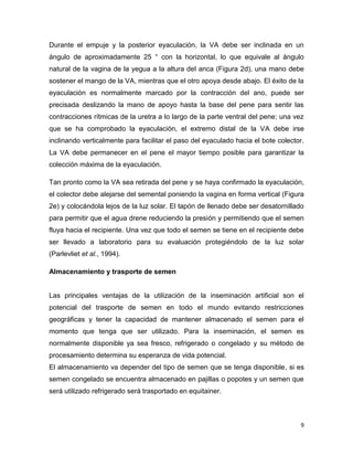 Durante el empuje y la posterior eyaculación, la VA debe ser inclinada en un
ángulo de aproximadamente 25 ° con la horizontal, lo que equivale al ángulo
natural de la vagina de la yegua a la altura del anca (Figura 2d), una mano debe
sostener el mango de la VA, mientras que el otro apoya desde abajo. El éxito de la
eyaculación es normalmente marcado por la contracción del ano, puede ser
precisada deslizando la mano de apoyo hasta la base del pene para sentir las
contracciones rítmicas de la uretra a lo largo de la parte ventral del pene; una vez
que se ha comprobado la eyaculación, el extremo distal de la VA debe irse
inclinando verticalmente para facilitar el paso del eyaculado hacia el bote colector.
La VA debe permanecer en el pene el mayor tiempo posible para garantizar la
colección máxima de la eyaculación.

Tan pronto como la VA sea retirada del pene y se haya confirmado la eyaculación,
el colector debe alejarse del semental poniendo la vagina en forma vertical (Figura
2e) y colocándola lejos de la luz solar. El tapón de llenado debe ser desatornillado
para permitir que el agua drene reduciendo la presión y permitiendo que el semen
fluya hacia el recipiente. Una vez que todo el semen se tiene en el recipiente debe
ser llevado a laboratorio para su evaluación protegiéndolo de la luz solar
(Parlevliet et al., 1994).

Almacenamiento y trasporte de semen


Las principales ventajas de la utilización de la inseminación artificial son el
potencial del trasporte de semen en todo el mundo evitando restricciones
geográficas y tener la capacidad de mantener almacenado el semen para el
momento que tenga que ser utilizado. Para la inseminación, el semen es
normalmente disponible ya sea fresco, refrigerado o congelado y su método de
procesamiento determina su esperanza de vida potencial.
El almacenamiento va depender del tipo de semen que se tenga disponible, si es
semen congelado se encuentra almacenado en pajillas o popotes y un semen que
será utilizado refrigerado será trasportado en equitainer.



                                                                                   9
 