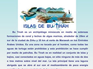 ISLAS DE BU TINAHISLAS DE BU TINAH
Bu Tinah es un archipiélago minúsculo en medio de extensas
formaciones de coral y lechos de algas marinas, alrededor de 25km al
sur de la ciudad de Zirku y 35 km al norte de Marawah en los Emirates
Árabes Unidos. Es una zona no tocada por el hombre, como todas las
aguas de tortuga están prohibidas y esta prohibición se hace cumplir
por medio de patrullas. Bu Tinah es en realidad un conjunto de islas y
bajíos, casi conectados en aguas bajas, en sitio ninguno de más de dos
o tres metros sobre nivel del mar. La isla principal tiene una laguna
abrigada que se abre al sur con el medioambiente de poca energia
 
