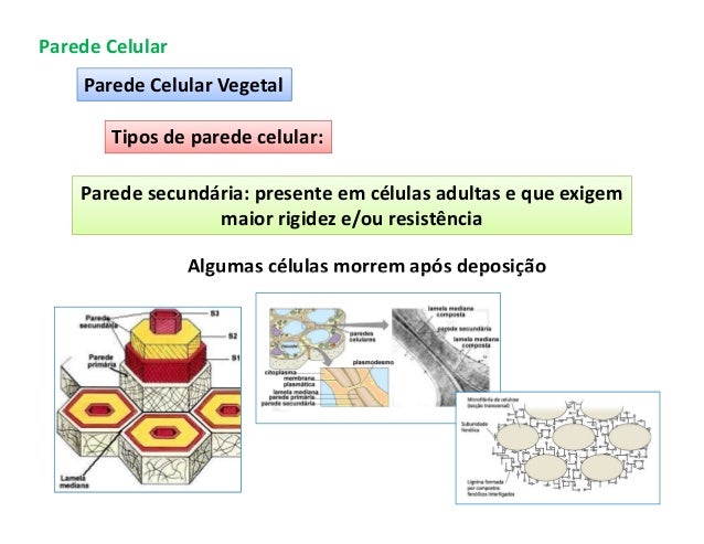 Função Da Parede Celular : PAREDE CELULAR: CARACTERÍSTICAS, FUNÇÕES E ...
