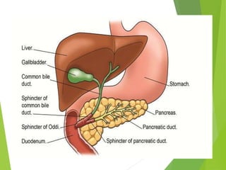 Hormones of the digestive system.ppt