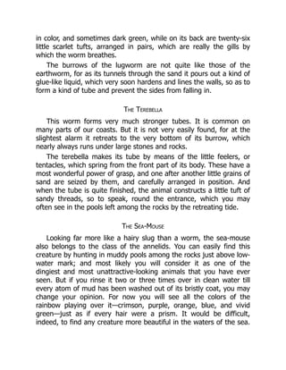 in color, and sometimes dark green, while on its back are twenty-six
little scarlet tufts, arranged in pairs, which are really the gills by
which the worm breathes.
The burrows of the lugworm are not quite like those of the
earthworm, for as its tunnels through the sand it pours out a kind of
glue-like liquid, which very soon hardens and lines the walls, so as to
form a kind of tube and prevent the sides from falling in.
The Terebella
This worm forms very much stronger tubes. It is common on
many parts of our coasts. But it is not very easily found, for at the
slightest alarm it retreats to the very bottom of its burrow, which
nearly always runs under large stones and rocks.
The terebella makes its tube by means of the little feelers, or
tentacles, which spring from the front part of its body. These have a
most wonderful power of grasp, and one after another little grains of
sand are seized by them, and carefully arranged in position. And
when the tube is quite finished, the animal constructs a little tuft of
sandy threads, so to speak, round the entrance, which you may
often see in the pools left among the rocks by the retreating tide.
The Sea-Mouse
Looking far more like a hairy slug than a worm, the sea-mouse
also belongs to the class of the annelids. You can easily find this
creature by hunting in muddy pools among the rocks just above low-
water mark; and most likely you will consider it as one of the
dingiest and most unattractive-looking animals that you have ever
seen. But if you rinse it two or three times over in clean water till
every atom of mud has been washed out of its bristly coat, you may
change your opinion. For now you will see all the colors of the
rainbow playing over it—crimson, purple, orange, blue, and vivid
green—just as if every hair were a prism. It would be difficult,
indeed, to find any creature more beautiful in the waters of the sea.
 