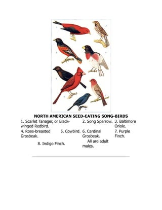 NORTH AMERICAN SEED-EATING SONG-BIRDS
1. Scarlet Tanager, or Black-
winged Redbird.
2. Song Sparrow. 3. Baltimore
Oriole.
4. Rose-breasted
Grosbeak.
5. Cowbird. 6. Cardinal
Grosbeak.
7. Purple
Finch.
8. Indigo Finch.
All are adult
males.
 