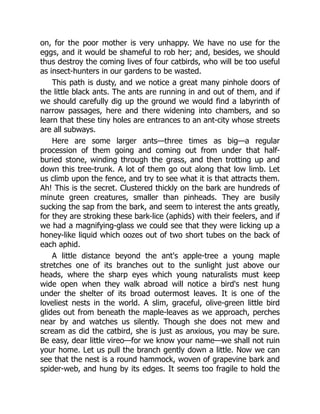 on, for the poor mother is very unhappy. We have no use for the
eggs, and it would be shameful to rob her; and, besides, we should
thus destroy the coming lives of four catbirds, who will be too useful
as insect-hunters in our gardens to be wasted.
This path is dusty, and we notice a great many pinhole doors of
the little black ants. The ants are running in and out of them, and if
we should carefully dig up the ground we would find a labyrinth of
narrow passages, here and there widening into chambers, and so
learn that these tiny holes are entrances to an ant-city whose streets
are all subways.
Here are some larger ants—three times as big—a regular
procession of them going and coming out from under that half-
buried stone, winding through the grass, and then trotting up and
down this tree-trunk. A lot of them go out along that low limb. Let
us climb upon the fence, and try to see what it is that attracts them.
Ah! This is the secret. Clustered thickly on the bark are hundreds of
minute green creatures, smaller than pinheads. They are busily
sucking the sap from the bark, and seem to interest the ants greatly,
for they are stroking these bark-lice (aphids) with their feelers, and if
we had a magnifying-glass we could see that they were licking up a
honey-like liquid which oozes out of two short tubes on the back of
each aphid.
A little distance beyond the ant's apple-tree a young maple
stretches one of its branches out to the sunlight just above our
heads, where the sharp eyes which young naturalists must keep
wide open when they walk abroad will notice a bird's nest hung
under the shelter of its broad outermost leaves. It is one of the
loveliest nests in the world. A slim, graceful, olive-green little bird
glides out from beneath the maple-leaves as we approach, perches
near by and watches us silently. Though she does not mew and
scream as did the catbird, she is just as anxious, you may be sure.
Be easy, dear little vireo—for we know your name—we shall not ruin
your home. Let us pull the branch gently down a little. Now we can
see that the nest is a round hammock, woven of grapevine bark and
spider-web, and hung by its edges. It seems too fragile to hold the
 