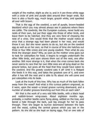 weight of the mother, slight as she is; and in it are three white eggs
with a circle of pink and purple dots around their larger ends. But
here is also a fourth egg, much larger, grayish white, and speckled
all over with brown.
That is the egg of the cowbird, a sort of purple, brown-headed
blackbird which you may almost always see in pastures where there
are cattle. The cowbirds, like the European cuckoos, never build any
nests of their own, but put their eggs into those of other birds, and
leave them to be hatched. And they are very fond of choosing the
nest of a vireo. One would think that the mother would notice at
once that a strange egg had been placed in her nest, and would
throw it out. But she never seems to do so, but sits on the cowbird
egg as well as on her own, so that in course of time she hatches out
three or four little vireos and one young cowbird. Then what do you
think the stranger does? Why, as soon as the mother vireo goes out
to look for caterpillars for food, it begins to wriggle underneath the
other little birds, and soon shoves them out of the nest, one after
another. Still more strange is it, that when the vireo comes back she
never seems to care that her own little ones are all lying dead on the
ground below, but gives all the food that they would have eaten to
the cowbird. And the greedy cowbird eats it all! Until it is fledged
she feeds it in this way, and takes the greatest care of it, and even
after it has left the nest and is able to fly about she will come and
put caterpillars into its beak.
Look at the trunk of this tree. Why has so much of the bark fallen
away from the wood? And what is this curious pattern engraved, as
it were, upon the wood—a broad groove running downward, and a
number of smaller grooves branching out from this on each side?
Ah! that is the work of a very odd little beetle, with a black head
and reddish-brown wing-cases. About eighteen months ago,
probably, a mother beetle came flying along, settled on the tree, and
bored a hole through the bark, just big enough for her to pass
through. Then she began to burrow downward between the bark
and the wood, cutting the central groove which you see in the
pattern. As she did so she kept on laying eggs, first on one side of
 
