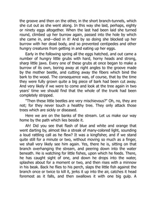 the groove and then on the other, in the short branch-tunnels, which
she cut out as she went along. In this way she laid, perhaps, eighty
or ninety eggs altogether. When the last had been laid she turned
round, climbed up her burrow again, passed into the hole by which
she came in, and—died in it! And by so doing she blocked up her
burrow with her dead body, and so prevented centipedes and other
hungry creatures from getting in and eating up her eggs.
Early in the following spring all the eggs hatched, and out came a
number of hungry little grubs with hard, horny heads and strong,
sharp little jaws. Every one of these grubs at once began to make a
burrow of its own, boring away at right angles to the groove made
by the mother beetle, and cutting away the fibers which bind the
bark to the wood. The consequence was, of course, that by the time
they were fully grown quite a big piece of bark had been cut away.
And very likely if we were to come and look at the tree again in two
years' time we should find that the whole of the trunk had been
completely stripped.
"Then these little beetles are very mischievous?" Oh, no, they are
not; for they never touch a healthy tree. They only attack those
trees which are sickly or diseased.
Here we are on the banks of the stream. Let us make our way
home by the path which lies beside it.
Ah! Did you see that flash of blue and white and orange that
went darting by, almost like a streak of many-colored light, sounding
a loud rattling call as he flew? It was a kingfisher, and if we stand
quite still for a minute or two, without moving so much as a finger,
we shall very likely see him again. Yes, there he is, sitting on that
branch overhanging the stream, and peering down into the water
beneath. He is watching for little fishes, upon which he feeds. There,
he has caught sight of one, and down he drops into the water,
splashes about for a moment or two, and then rises with a minnow
in his beak. Back he flies to his perch, slaps the little fish against the
branch once or twice to kill it, jerks it up into the air, catches it head
foremost as it falls, and then swallows it with one big gulp. A
 