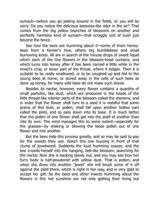 sumach—before you go poking around in the fields, or you will be
sorry. Do you notice the delicious beeswax-like odor in the air? That
comes from the big yellow branches of blossoms on another and
perfectly harmless kind of sumach—that scraggly sort of bush just
beyond the fence.
See how the bees are humming about it—some of them honey-
bees from a farmer's hive, others big bumblebees and small
burrowing kinds. All are in search of the minute drops of sweet liquid
which each of the tiny flowers in the blossom-head contains, and
which turns into honey after it has been carried a little while in the
insect's crop, or lower part of the throat, where it lodges. Then it is
suitable to be really swallowed, or to be coughed up and fed to the
young bees at home, or stored away in the cells of such bees as
store up honey, for many wild bees do not make such stores.
Besides its nectar, however, every flower contains a quantity of
small particles, like dust, which are produced in the heads of the
little thread-like interior parts of the blossom called the stamens; and
in order that the flower shall turn to a seed it is needful that some
grains of this dust, or pollen, shall fall upon another hollow part
called the pistil, and so pass down into its base. It is much better
that the pollen of one flower shall get into the pistil of another than
into its own. The wind manages this to some extent—especially for
the grasses—by shaking or blowing the loose pollen out of one
flower and into another.
But the bees help this process greatly, and so may be said to pay
for the sweets they use. Watch this one buzzing in front of that
clump of jewelweed. Suddenly the loud humming ceases, and the
bee crowds herself into the hanging, bell-like blossom, searching for
the nectar. Now she is backing slowly out, and you may see how her
furry body is half-powdered with yellow dust. That is pollen; and
when she dives into another "jewel" she will brush some of it off
against the pistil there, which is right in her way, and is very glad to
accept her gift. So the bees and other insects humming about the
flowers in this hot sunshine are not only getting their living but
 